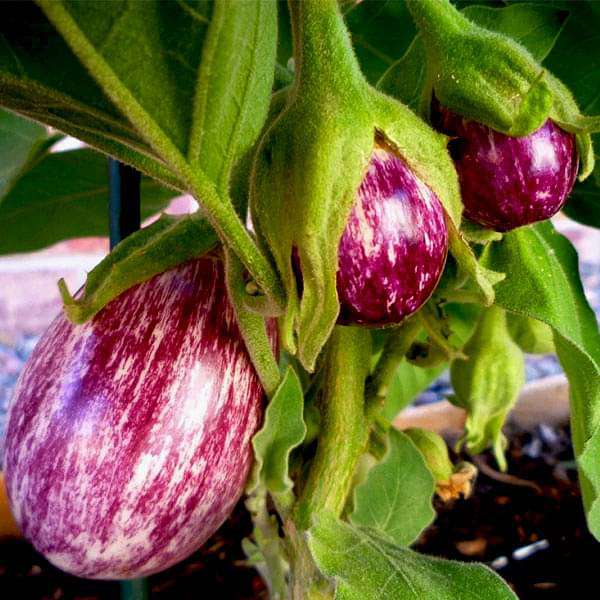 Brinjal Purple Round Vegetable Seeds
